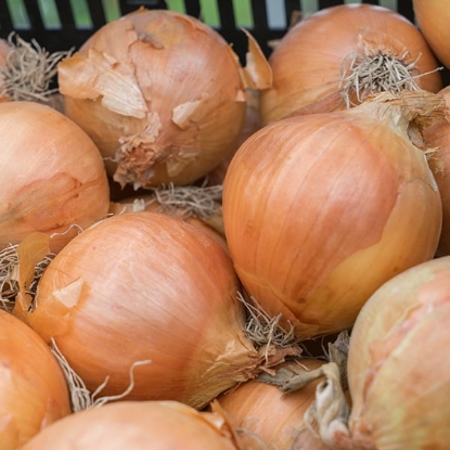 Picture of Rumba Onion Sets - January Delivery